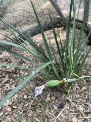 Iris missouriensis