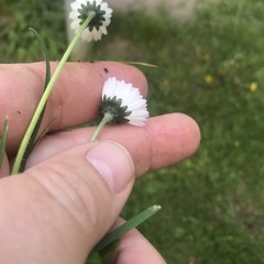 Bellis perennis