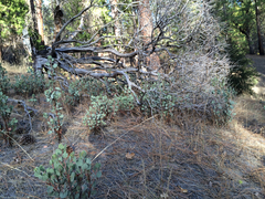 Arctostaphylos viscida