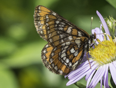 Euphydryas gillettii