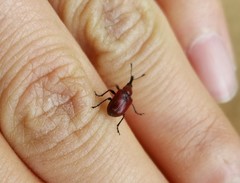 Merhynchites bicolor