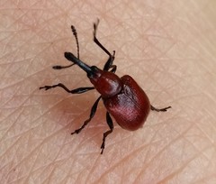 Merhynchites bicolor