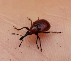 Merhynchites bicolor