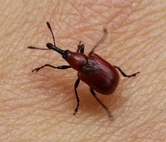 Merhynchites bicolor