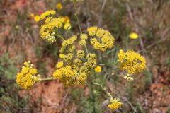 Hymenopappus flavescens