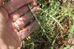 Hymenopappus flavescens