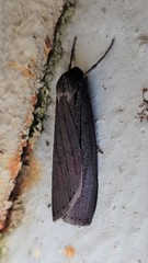 Chlenias seminigra