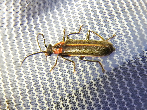 Podabrus brimleyi