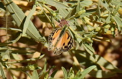 Colotis calais williami