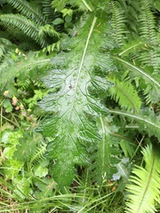 Cirsium brevistylum