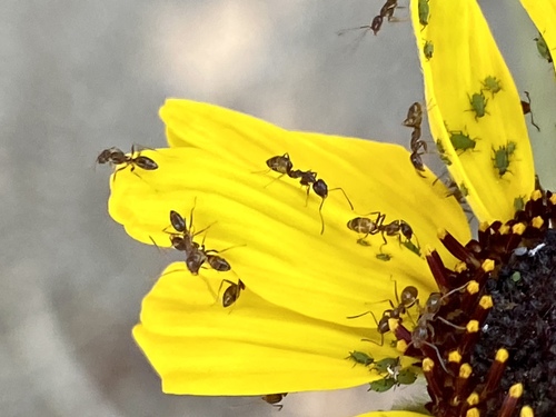 iNaturalist observation photo of Aphids