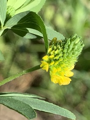 Trifolium aureum
