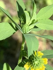 Trifolium aureum