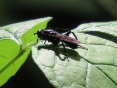 Chalcosyrphus chalybeus