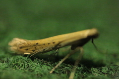 Aspilapteryx tringipennella