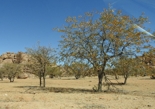 Colophospermum mopane image