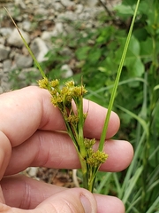 Cladium mariscus jamaicense