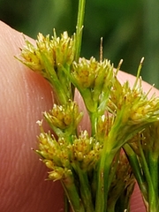 Cladium mariscus jamaicense