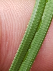 Cladium mariscus jamaicense