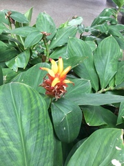 Costus productus