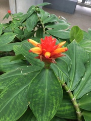 Costus productus
