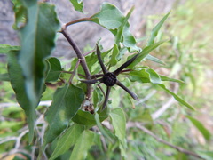 Matelea trachyantha