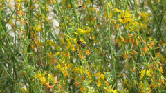 Osmiini