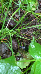 Scaphinotus angusticollis