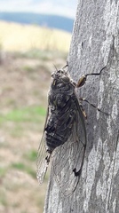 Amphipsalta cingulata