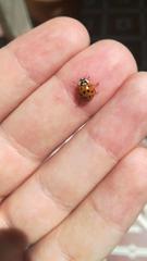 Harmonia axyridis