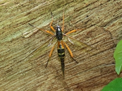 Tanyptera dorsalis