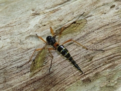 Tanyptera dorsalis