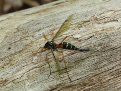 Tanyptera dorsalis