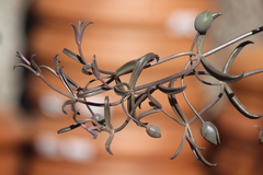 Kalanchoe beauverdii