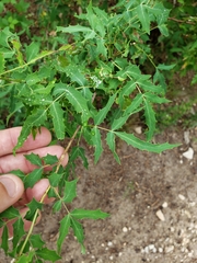 Berberis swaseyi