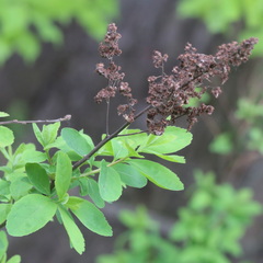 Spiraea salicifolia