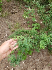 Berberis swaseyi