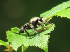 Laphria divisor