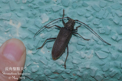 Stromatium longicorne