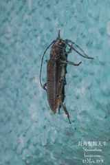 Stromatium longicorne