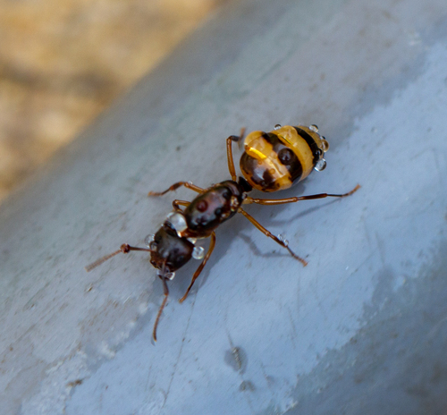 Bearded Carpenter ant