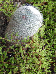 Mammillaria dixanthocentron