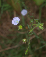 Linum bienne