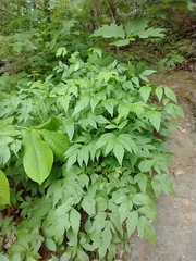 Xanthorhiza simplicissima