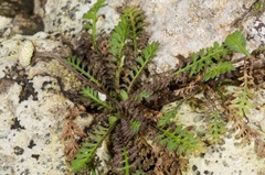 Leptinella