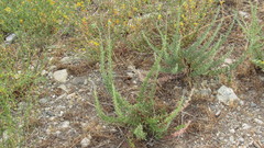 Eriogonum fasciculatum
