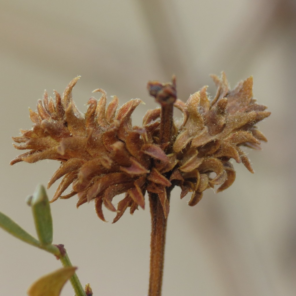 Creosote Cone Gall Midge
