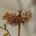 Asphondylia rosetta - Photo (c) C. Mallory, μερικά δικαιώματα διατηρούνται (CC BY-NC), uploaded by C. Mallory