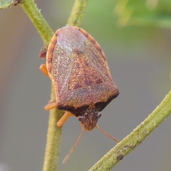 Dendrocoris contaminatus