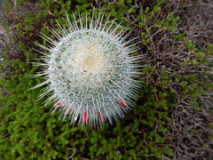 Mammillaria dixanthocentron